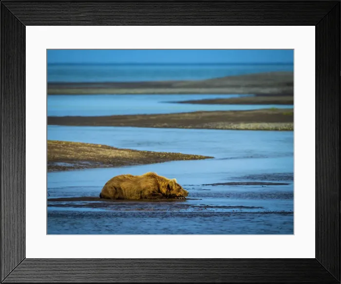Framed Print : Alaska Alaska Peninsula Coastal Brown Bear Coastal Brown Bears (Ursus Arctos Horribilis) Framed Print : Alaska Alaska Peninsula Coastal Brown Bear Coastal Brown Bears (Ursus Arctos Horribilis)