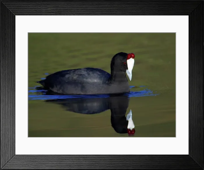 Framed Print : Redknobbed Coot (Fuliica cristata)