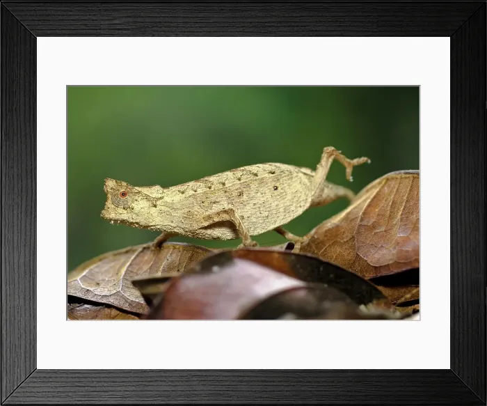 Framed Print : Adult Stump-Tailed chameleon (Brookesia superciliaris) walking across leaf litter on rainforest floor Framed Print : Adult Stump-Tailed chameleon (Brookesia superciliaris) walking across leaf litter on rainforest floor