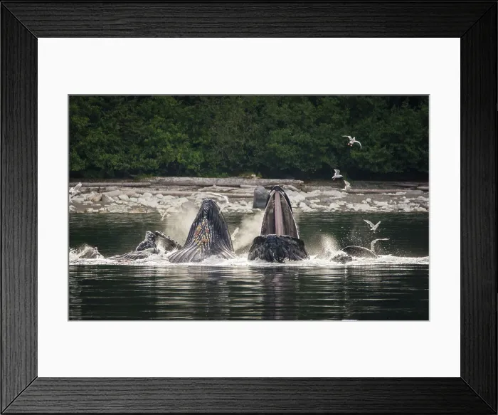 Framed Print : Alaska Inside Passage National Geographic Sea Lion Framed Print : Alaska Inside Passage National Geographic Sea Lion