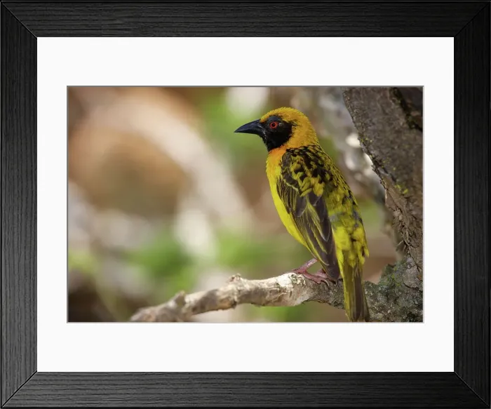 Framed Print : Spottedbacked Weaver (Ploceus cucullatus) Framed Print : Spottedbacked Weaver (Ploceus cucullatus)