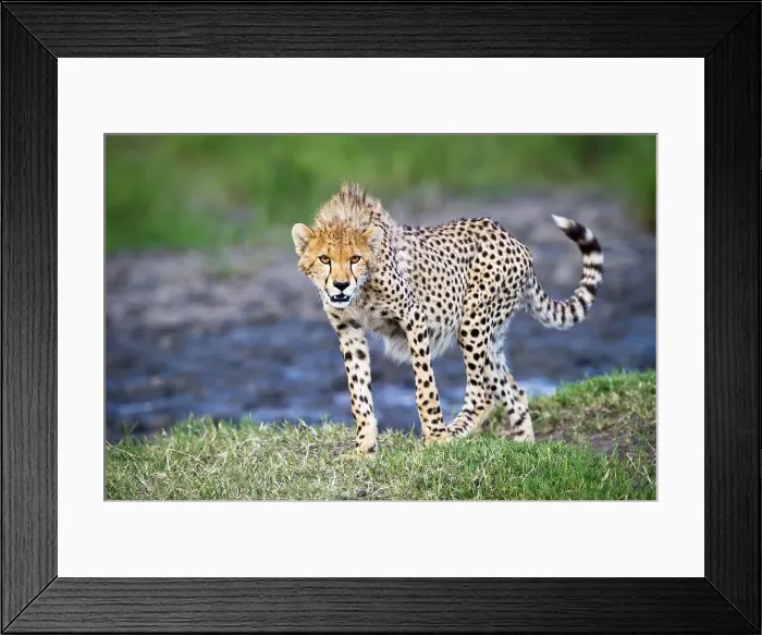 Framed Print : Young Cheetah (Acinonyx jubatus) standing in a field Framed Print : Young Cheetah (Acinonyx jubatus) standing in a field
