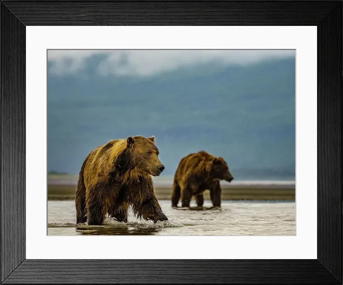 Framed Print : Alaska Chasing Salmon Coastal Brown Bears (Ursus Arctos Horribilis) Framed Print : Alaska Chasing Salmon Coastal Brown Bears (Ursus Arctos Horribilis)