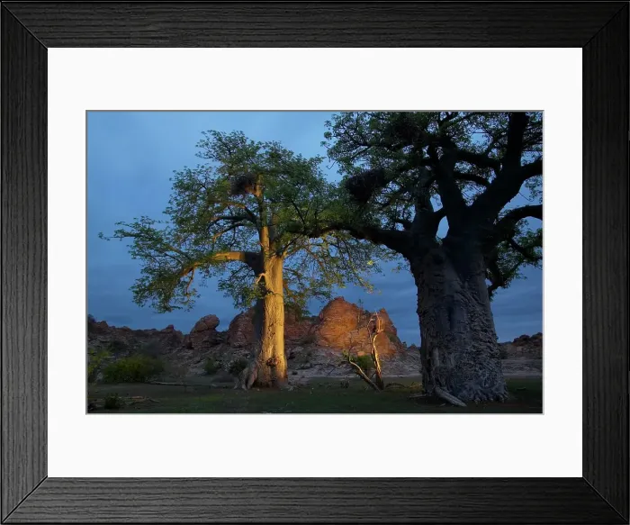 Framed Print : Baobab Trees (Andansonia digitata) at twilight Framed Print : Baobab Trees (Andansonia digitata) at twilight