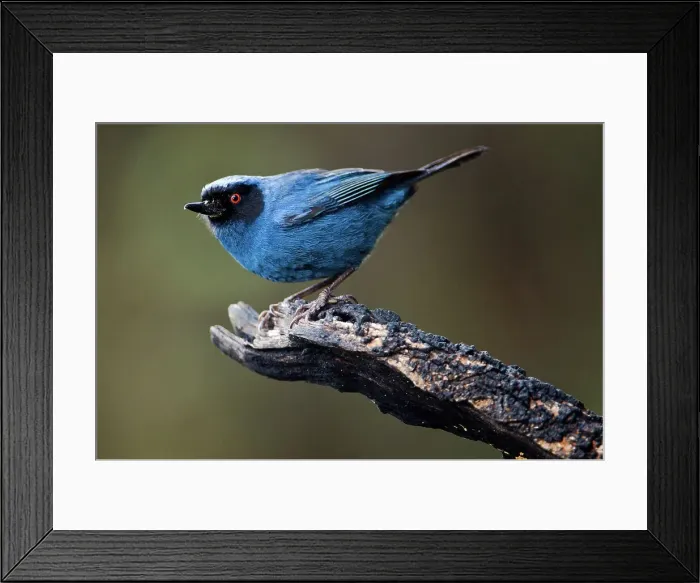 Framed Print : Masked Flowerpiercer (Diglossopis cyanea) perching on a branch Framed Print : Masked Flowerpiercer (Diglossopis cyanea) perching on a branch