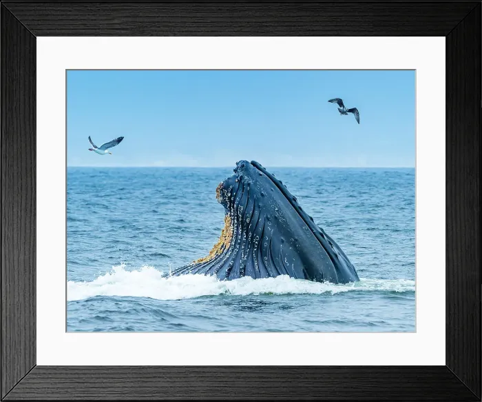 Framed Print : California Humpback Whale (Megaptera Novaeangliae)