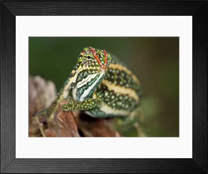 Framed Print : Male Montane Jewelled chameleon (Furcifer campani) in breeding coloration Framed Print : Male Montane Jewelled chameleon (Furcifer campani) in breeding coloration