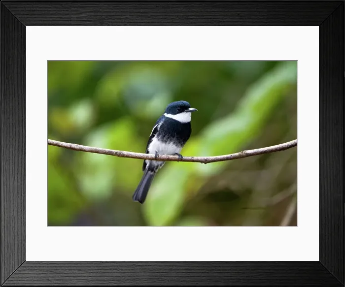 Framed Print : Female Ward's flycatcher (Pseudobias wardi) perching on a branch Framed Print : Female Ward's flycatcher (Pseudobias wardi) perching on a branch
