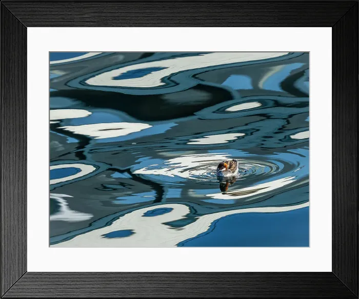 Framed Print : California Monterey Bay Pacific Ocean Phalaropus Lobatus Framed Print : California Monterey Bay Pacific Ocean Phalaropus Lobatus