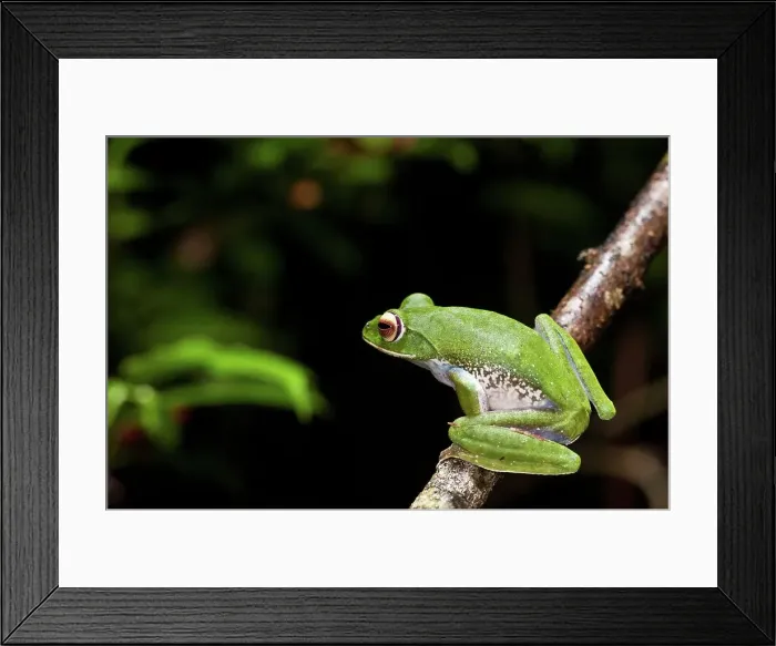 Framed Print : White-Lipped Tree frog (Boophis albilabris) in rainforest canopy Framed Print : White-Lipped Tree frog (Boophis albilabris) in rainforest canopy