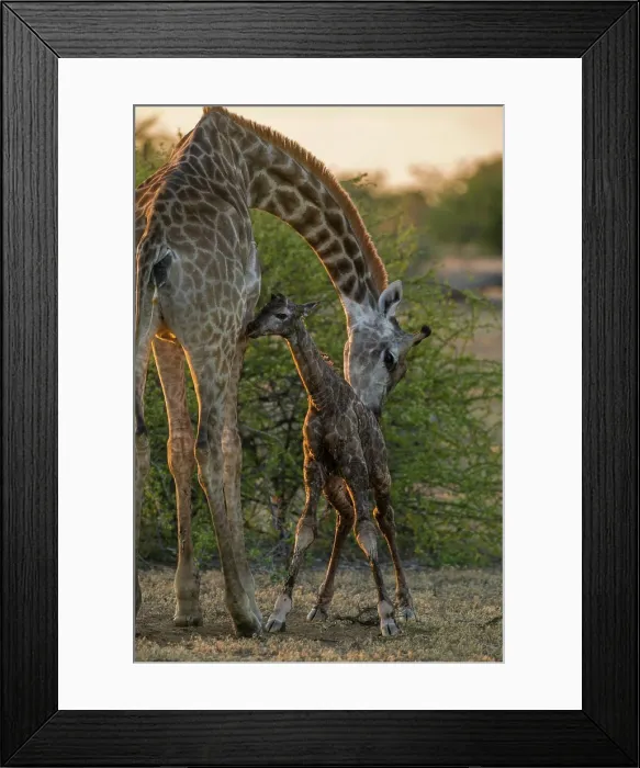 Framed Print : Giraffe (Giraffa camelopardalis) giving birth. Sequence of images available. Northern Tuli Game Reserve. Botswana Framed Print : Giraffe (Giraffa camelopardalis) giving birth. Sequence of images available. Northern Tuli Game Reserve. Botswana