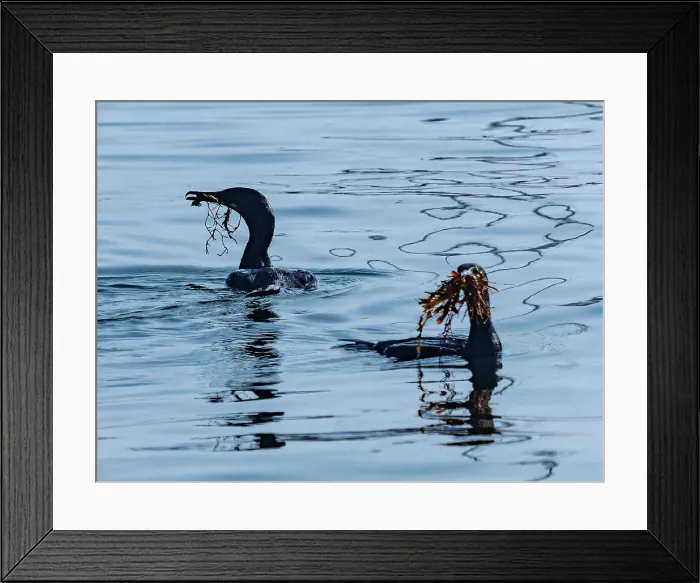 Framed Print : Brandt Cormorant California Collecting Monterey Bay Framed Print : Brandt Cormorant California Collecting Monterey Bay