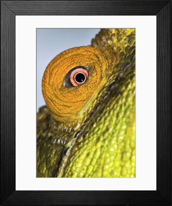 Framed Print : Male Parson's chameleon (Calumma parsonii) in rainforest understory