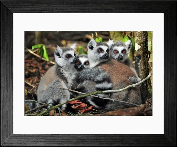 Framed Print : Ring tail lemurs (Lemur catta)