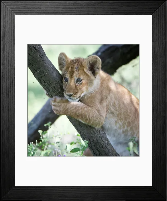 Framed Print : Lion cub (Panthera leo) resting on tree Framed Print : Lion cub (Panthera leo) resting on tree