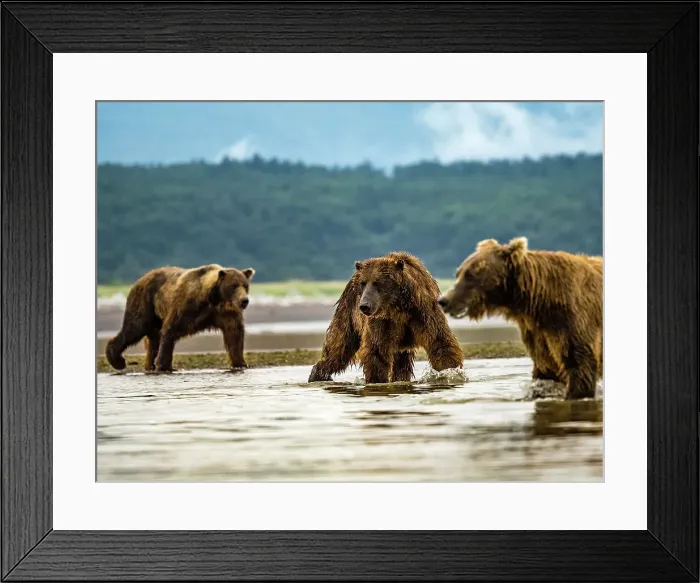 Framed Print : Alaska Chasing Salmon Coastal Brown Bears (Ursus Arctos Horribilis) Framed Print : Alaska Chasing Salmon Coastal Brown Bears (Ursus Arctos Horribilis)