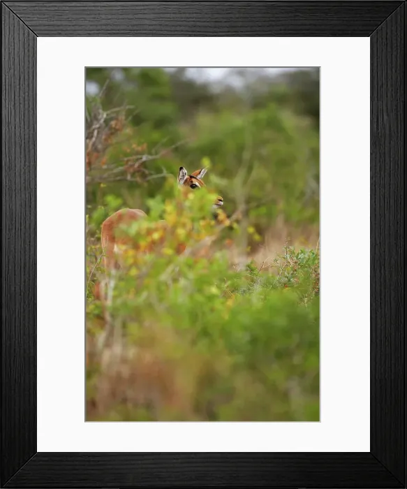 Framed Print : Impala Aepyceros malampus}. Thembe Elephant Park Framed Print : Impala Aepyceros malampus}. Thembe Elephant Park