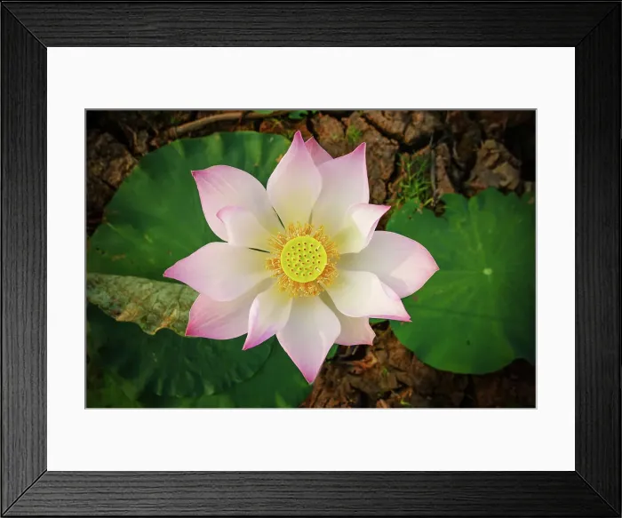 Framed Print : AF VR Zoom 16-35mm F / 4G IF-ED NIKON Df No People