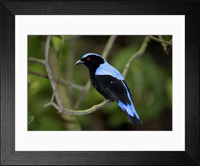 Framed Print : Male Asian fairy bluebird (Irena puella) in rainforest canopy Framed Print : Male Asian fairy bluebird (Irena puella) in rainforest canopy