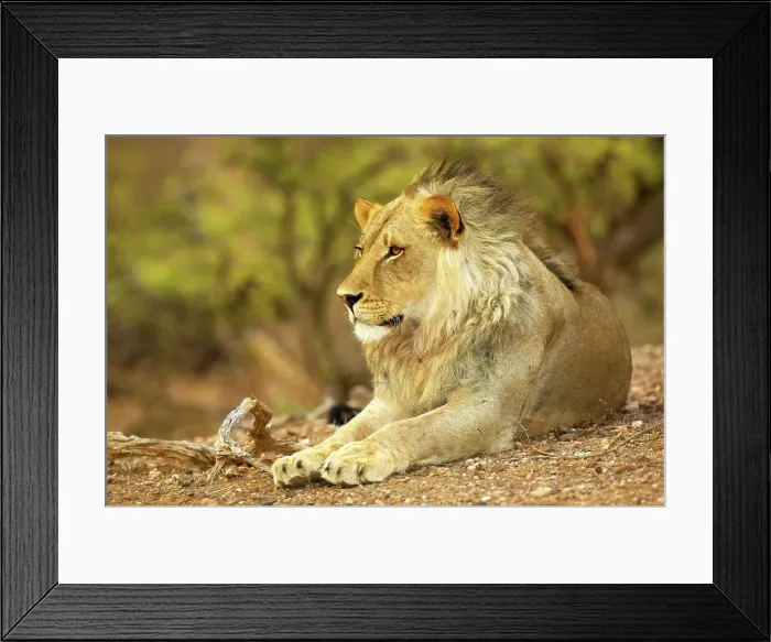 Framed Print : Lion (Panthera leo). Mashatu Game Reserve Framed Print : Lion (Panthera leo). Mashatu Game Reserve