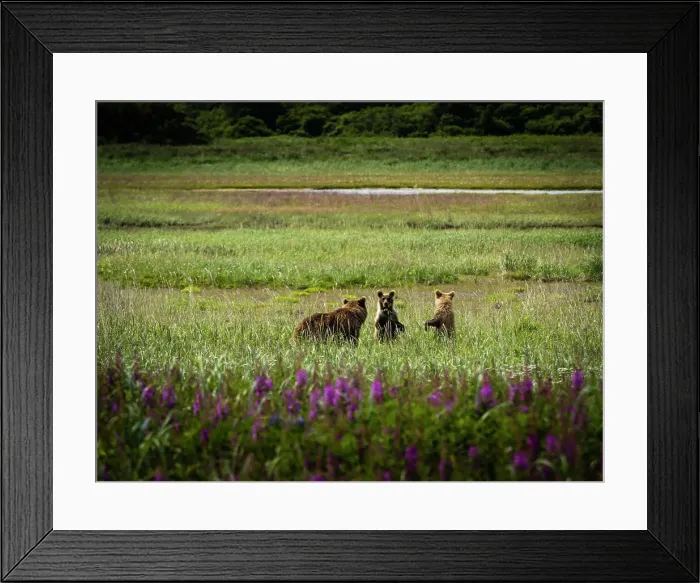 Framed Print : Mother with two spring cubs, Coastal Brown Bears (Ursus arctos horribilis) family in the meadow at Hallo Bay, Katmai National Park and Preserve, Alaska