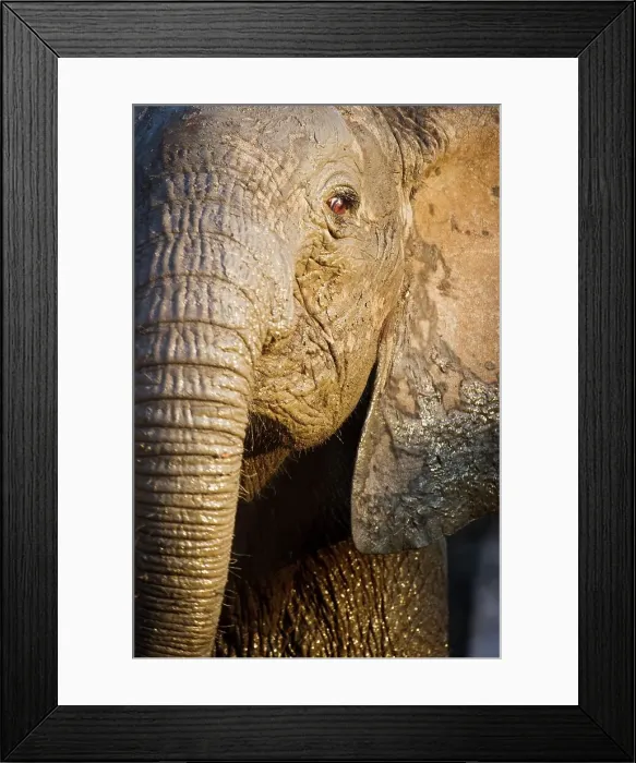 Framed Print : Juvenile African elephant (Loxodonta africana) at dusk on the banks of the Luangwa River