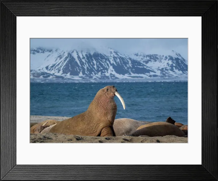 Framed Print : Walrus (Odobenus rosmarus) Svalbard Norway Framed Print : Walrus (Odobenus rosmarus) Svalbard Norway