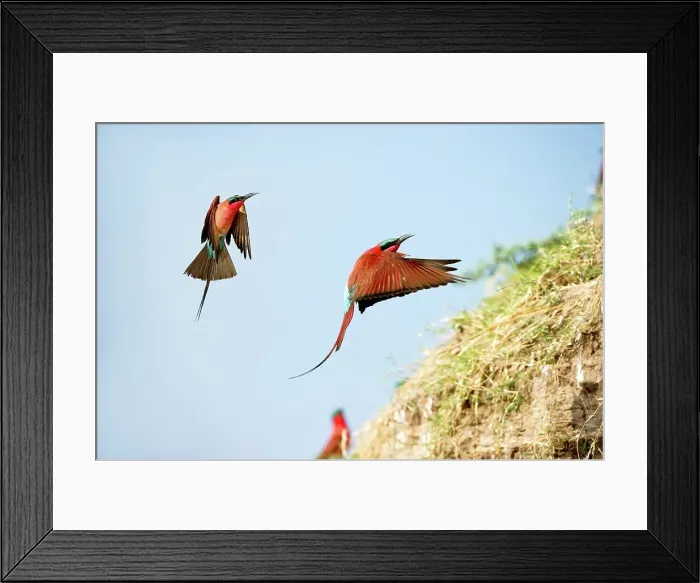 Framed Print : Southern Carmine Bee-Eaters (Merops nubicoides) returning to nest holes