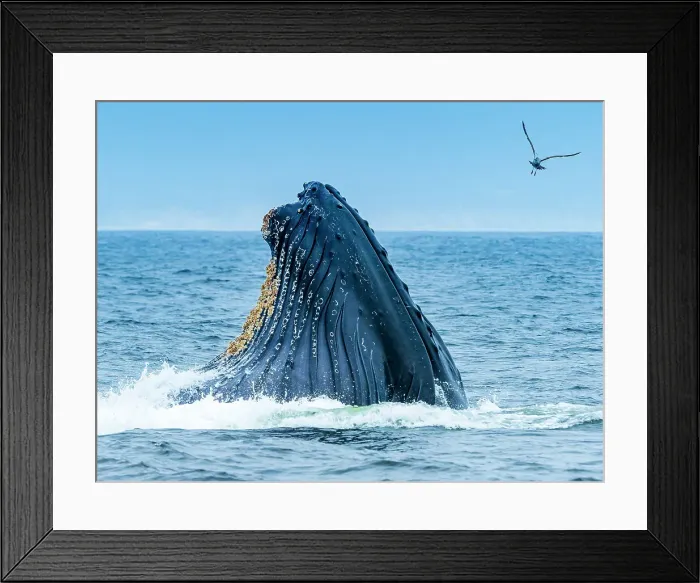 Framed Print : California Humpback Whale (Megaptera Novaeangliae) Framed Print : California Humpback Whale (Megaptera Novaeangliae)