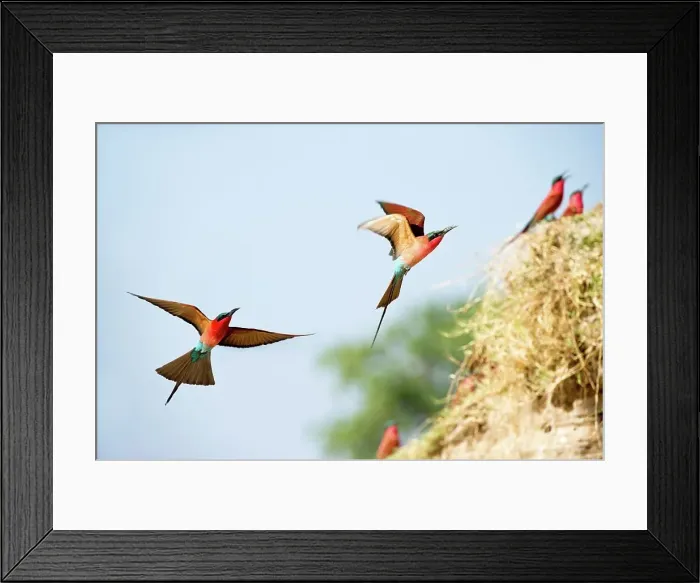 Framed Print : Southern Carmine Bee-Eaters (Merops nubicoides) returning to nest holes Framed Print : Southern Carmine Bee-Eaters (Merops nubicoides) returning to nest holes