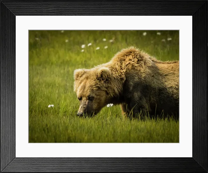 Framed Print : Alaska Alaska Peninsula Blonde Mom Coastal Brown Bear Framed Print : Alaska Alaska Peninsula Blonde Mom Coastal Brown Bear