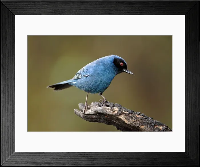 Framed Print : Masked Flowerpiercer (Diglossopis cyanea) perching on a branch Framed Print : Masked Flowerpiercer (Diglossopis cyanea) perching on a branch