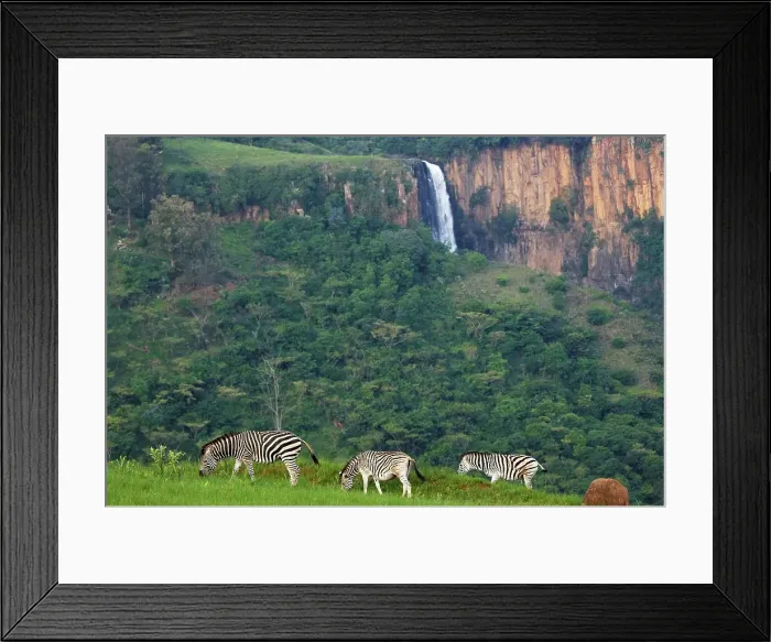 Framed Print : Burchell's Zebra (Equus burchelli) herd with the Howick Falls in the background Framed Print : Burchell's Zebra (Equus burchelli) herd with the Howick Falls in the background