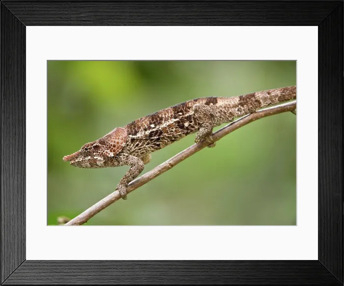 Framed Print : Male Short-Horned chameleon (Calumma brevicorne) actively foraging Framed Print : Male Short-Horned chameleon (Calumma brevicorne) actively foraging