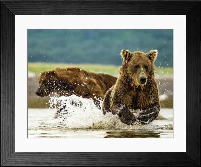 Framed Print : Alaska Chasing Salmon Coastal Brown Bears (Ursus Arctos Horribilis) Framed Print : Alaska Chasing Salmon Coastal Brown Bears (Ursus Arctos Horribilis)
