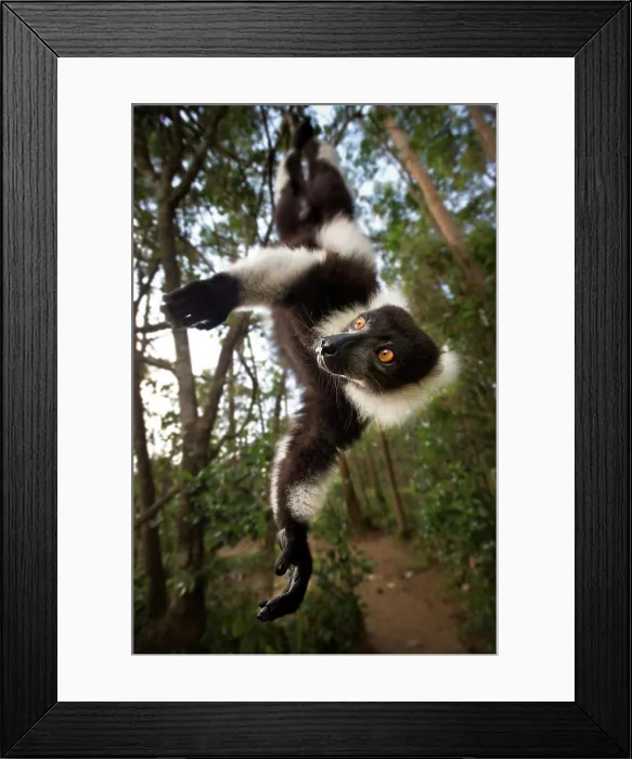 Framed Print : Adult Black And White Ruffed lemur (Varecia variegata) in suspensory posture