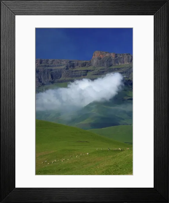 Framed Print : Eland (Taurotragus oryx) herd with Drakensberg in background Framed Print : Eland (Taurotragus oryx) herd with Drakensberg in background