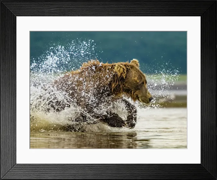Framed Print : Alaska Chasing Salmon Coastal Brown Bears (Ursus Arctos Horribilis) Framed Print : Alaska Chasing Salmon Coastal Brown Bears (Ursus Arctos Horribilis)