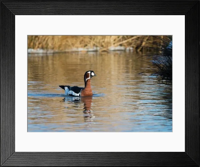 Framed Print : United Kingdom, Norfolk, Red-breasted Goose (Branta rufocollis) swimming in lake Framed Print : United Kingdom, Norfolk, Red-breasted Goose (Branta rufocollis) swimming in lake