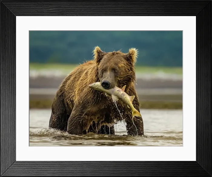 Framed Print : Alaska Chasing Salmon Coastal Brown Bears (Ursus Arctos Horribilis) Framed Print : Alaska Chasing Salmon Coastal Brown Bears (Ursus Arctos Horribilis)