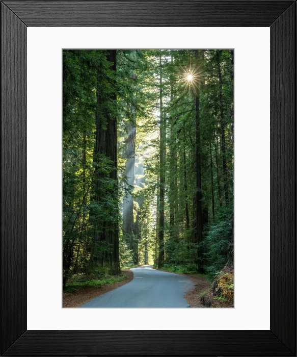 Framed Print : Forest No People Outdoors Tree Nature Woodland