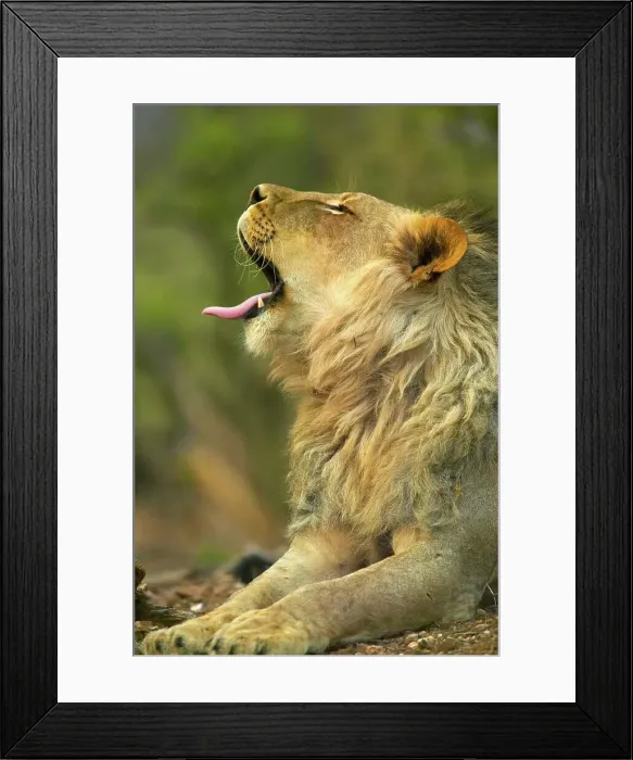 Framed Print : Lion (Panthera leo). Mashatu Game Reserve Framed Print : Lion (Panthera leo). Mashatu Game Reserve