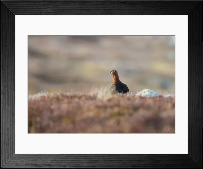 Framed Print : United Kingdom, Scotland, Grampian Mountains Framed Print : United Kingdom, Scotland, Grampian Mountains