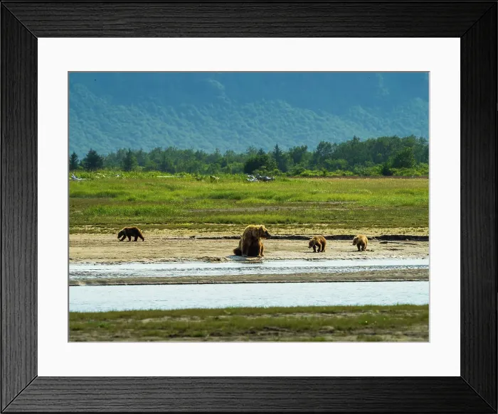 Framed Print : Alaska Alaska Peninsula Coastal Brown Bears Coastal Brown Bears (Ursus Arctos Horribilis) Framed Print : Alaska Alaska Peninsula Coastal Brown Bears Coastal Brown Bears (Ursus Arctos Horribilis)