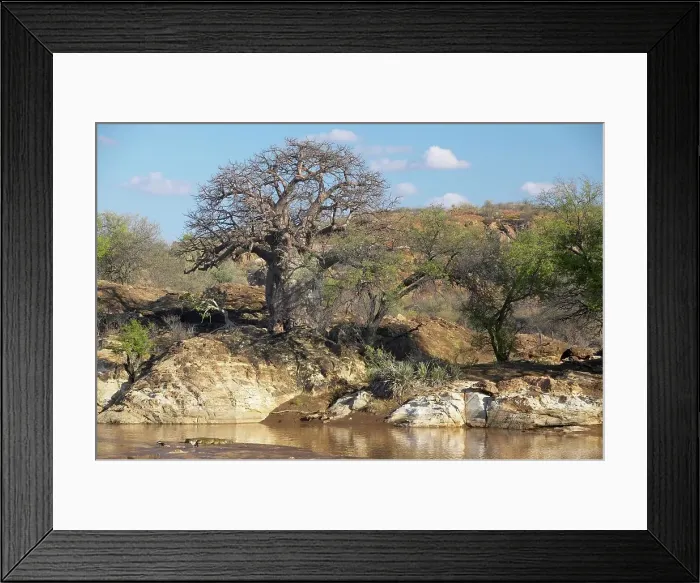 Framed Print : Baobab Tree (Andansonia digitata) Framed Print : Baobab Tree (Andansonia digitata)