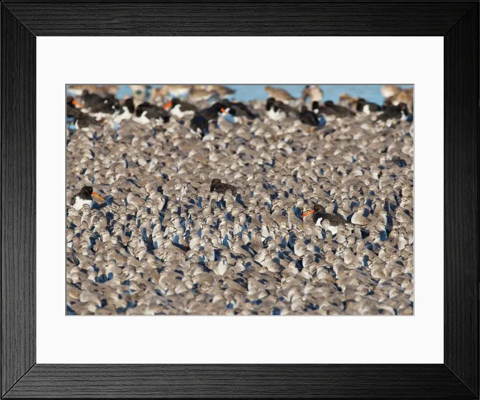 Framed Print : United Kingdom, England, Norfolk Framed Print : United Kingdom, England, Norfolk
