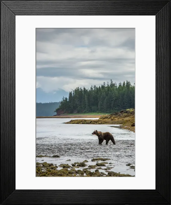 Framed Print : Alaska Inside Passage National Geographic Sea Lion Framed Print : Alaska Inside Passage National Geographic Sea Lion