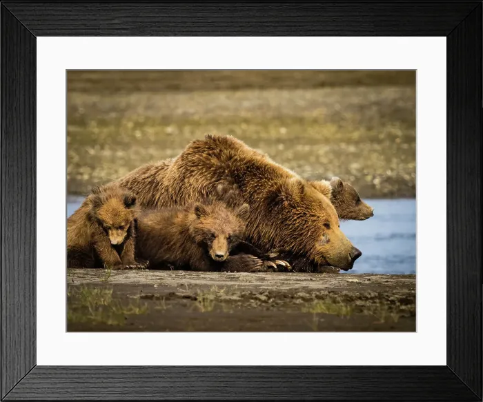 Framed Print : Alaska Alaska Peninsula Coastal Brown Bears (Ursus Arctos Horribilis) Framed Print : Alaska Alaska Peninsula Coastal Brown Bears (Ursus Arctos Horribilis)