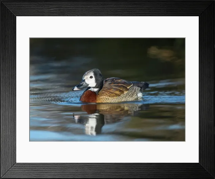 Framed Print : United Kingdom, Norfolk, White-Faced Whistling Duck (Dendrocygna viduata) swimming (captive) Framed Print : United Kingdom, Norfolk, White-Faced Whistling Duck (Dendrocygna viduata) swimming (captive)