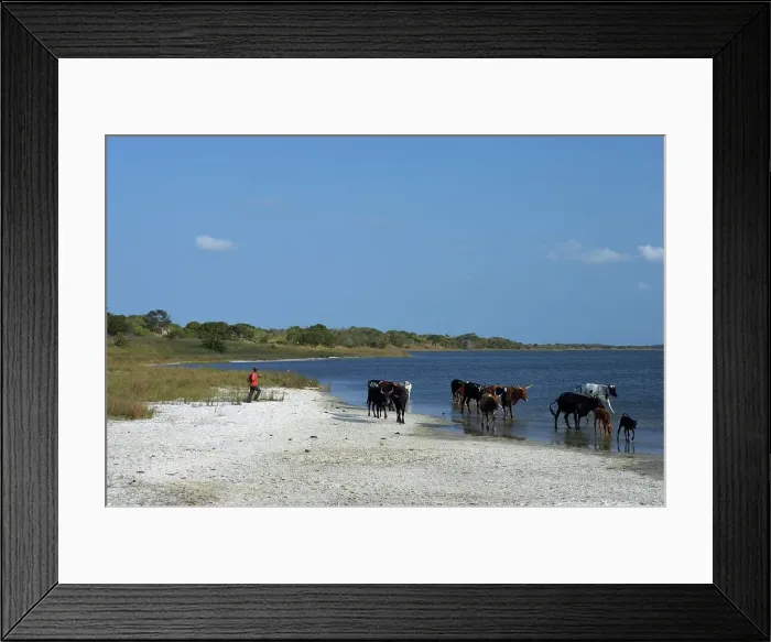 Framed Print : Cattle on edge of Lake. Kosi Bay Framed Print : Cattle on edge of Lake. Kosi Bay